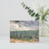 Blue Agave Postkarte (Stehend Vorderseite)