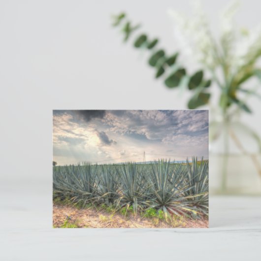 Blue Agave Postkarte (Stehend Vorderseite)