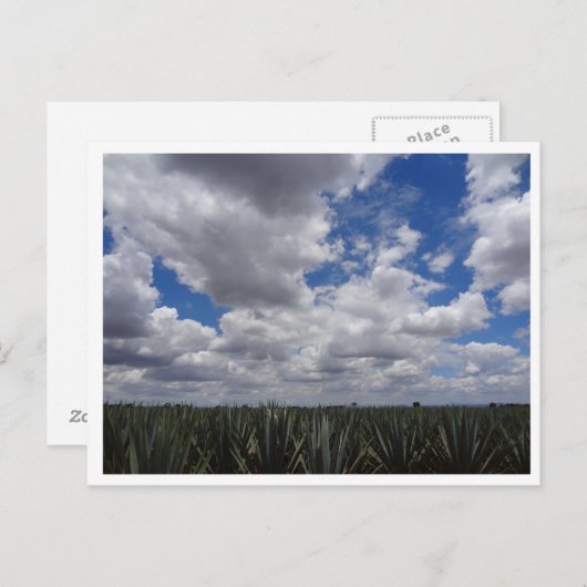 Blue Agave Tequila Paradise in Jalisco, Mexiko Postkarte (Vorne/Hinten)