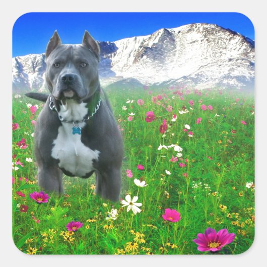 Blue American Pit Bull Terrier, Pikes Peak Quadratischer Aufkleber (Vorderseite)