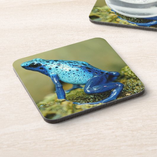 Blue and Black Poison Dart Frosch Getränkeuntersetzer (Linke Seite)