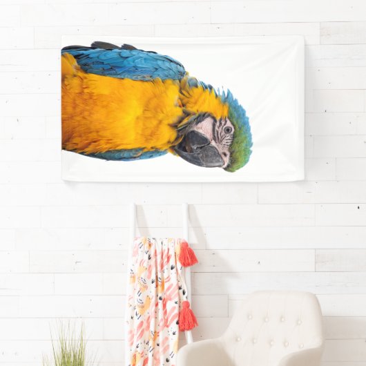 Blue and Gold Macaw Banner (Insitu)