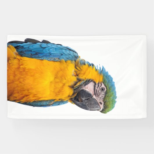 Blue and Gold Macaw Banner (Horizontal)
