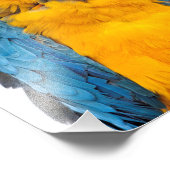 Blue and Gold Macaw Fotodruck (Ecke)