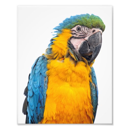 Blue and Gold Macaw Fotodruck (Vorne)
