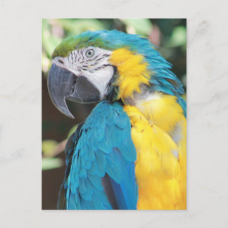 Blue and Gold Macaw Postcard Postkarte