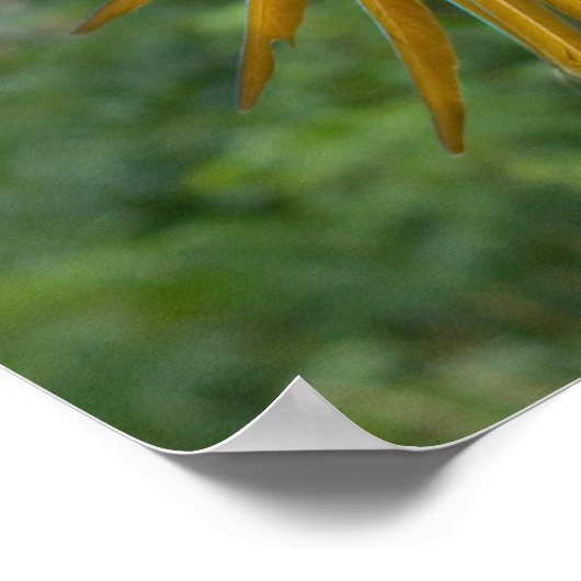 Blue and Gold Macaw Poster (Ecke)