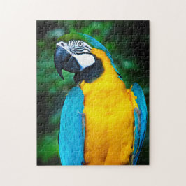 Blue and Gold Macaw Puzzle