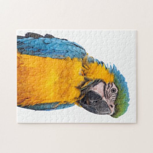 Blue and Gold Macaw Puzzle (Horizontal)