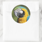 Blue and Gold Macaw Runder Aufkleber (Tasche)