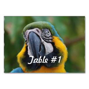 Blue and Gold Macaw Tischnummer