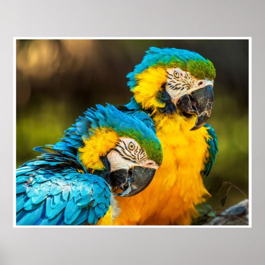 Blue and Gold Macaw Tropical Parrots Print Art Poster (Vorne)