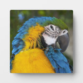 Blue And Gold Parrot Fotoplatte (Vorderseite)