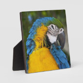 Blue And Gold Parrot Fotoplatte (Vorderseite)