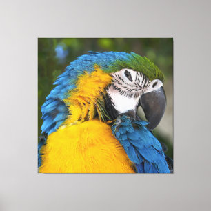 Blue And Gold Parrot Leinwanddruck