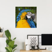 Blue And Gold Parrot Poster (Heimbüro)
