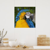 Blue And Gold Parrot Poster (Küche)