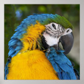 Blue And Gold Parrot Poster (Vorne)