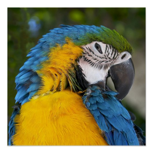 Blue And Gold Parrot Poster (Vorderseite)