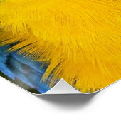 Blue And Gold Parrot Poster (Ecke)