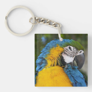 Blue And Gold Parrot Schlüsselanhänger