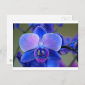 Blue and Pink Orchid Postkarte (Vorne/Hinten)