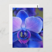 Blue and Pink Orchid Postkarte (Vorne/Hinten)