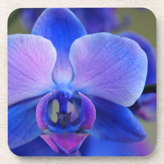 Blue and Pink Orchid Untersetzer (Vorderseite)
