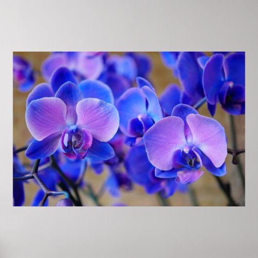 Blue and Pink Orchids Poster (Vorne)