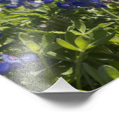 Blue and White Bluebonnets Landsatin Finish Fotodruck (Ecke)