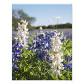 Blue and White Bluebonnets Landsatin Finish Fotodruck (Vorne)