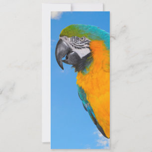 Blue and yellow macaw