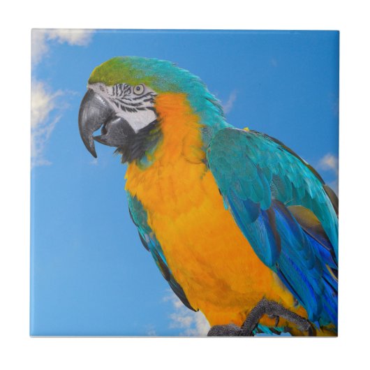 Blue and yellow macaw fliese (Vorderseite)