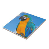Blue and yellow macaw fliese (Seite)