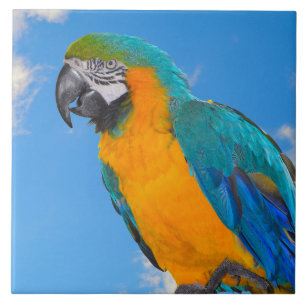Blue and yellow macaw fliese