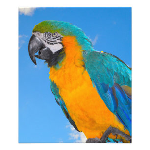 Blue and yellow macaw fotodruck