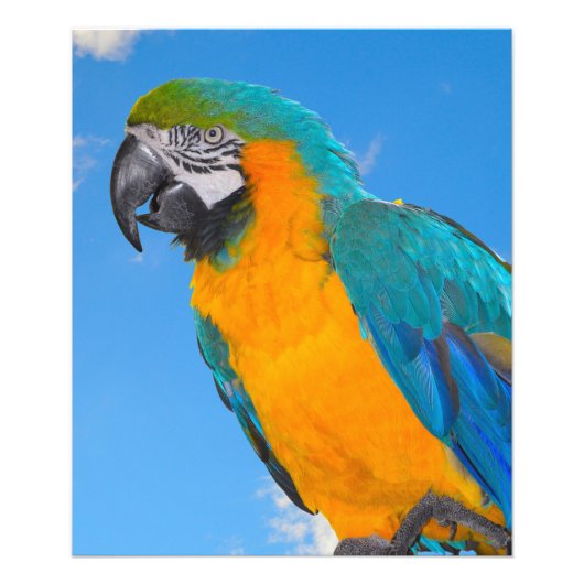 Blue and yellow macaw fotodruck (Vorne)