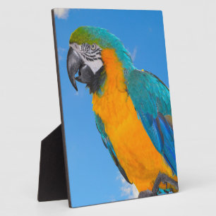 Blue and yellow macaw fotoplatte