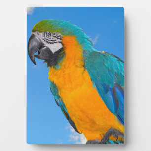 Blue and yellow macaw fotoplatte