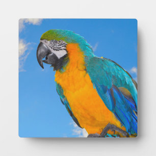 Blue and yellow macaw fotoplatte