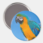 Blue and yellow macaw magnet (Vorderseite/Rückseite)