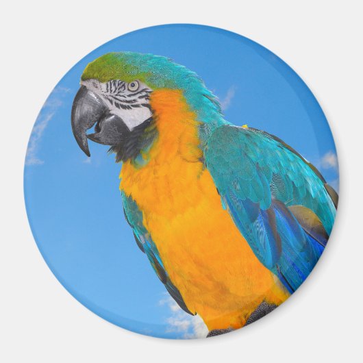 Blue and yellow macaw magnet (Vorne)