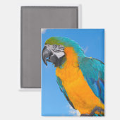 Blue and yellow macaw magnet (Vorderseite/Rückseite)