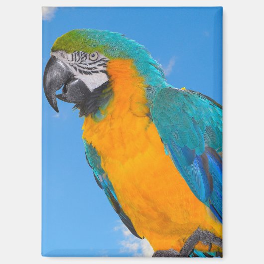 Blue and yellow macaw magnet (Vorderseite)