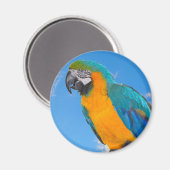 Blue and yellow macaw magnet (Vorderseite/Rückseite)