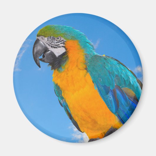 Blue and yellow macaw magnet (Vorne)