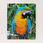 Blue and Yellow Macaw Parrot Puzzle (Vertikal)