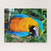 Blue and Yellow Macaw Parrot Puzzle (Horizontal)