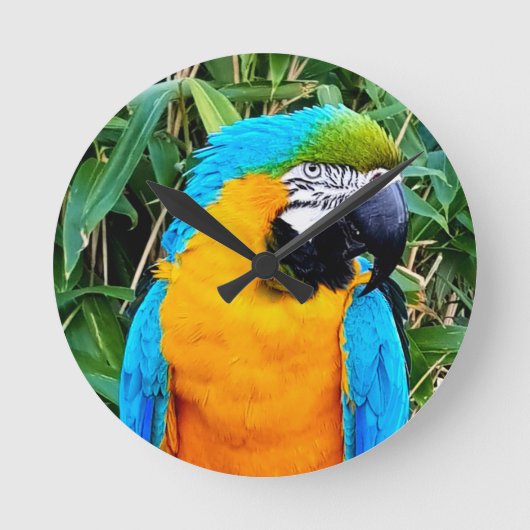 Blue and Yellow Macaw Parrot Runde Wanduhr (Vorderseite)