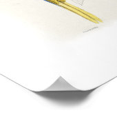 Blue and yellow macaw poster (Ecke)